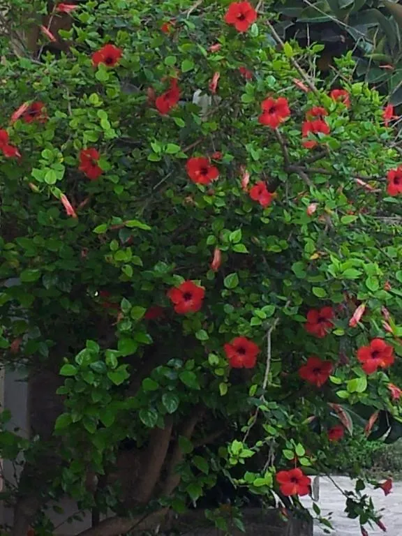Bed & Breakfast B&B Da Claudio Alghero Italy